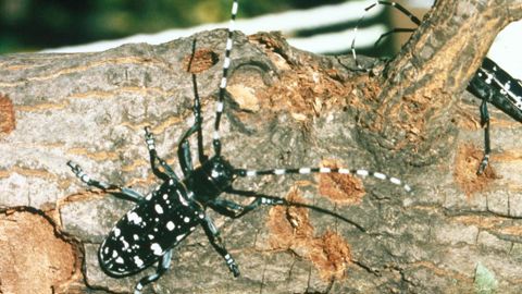 Les capricornes asiatiques (ici un Anoplophora glabripennis adulte) font partie des insectes ravageurs à surveiller en Jevi. Leur détection précoce est difficile. © Kenneth R. Law, USDA APHIS PPQ